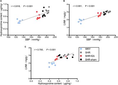 Antihypertensive and Antifibrosis Effects of Acupuncture at PC6 Acupoints in Spontaneously Hypertensive Rats and the Underlying Mechanisms